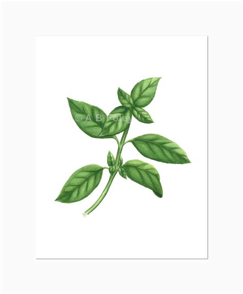 Archival Print - "Basil Plant" - A B Foley