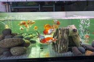 Ranchu Goldfish: Care, Lifespan, Tank Setup, Varieties & More