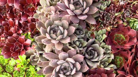 Robertas 18 Piece Live Forever Hens And Chicks Hardy Succulent On Qvc