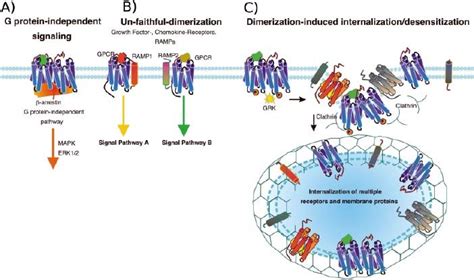 Other Roles Of Dimerization A Dimerization May Promote G Download Scientific Diagram