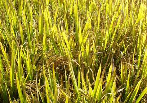 Sementes Híbridas De Arroz Ajudam O Agricultor Aumentar Produtividade