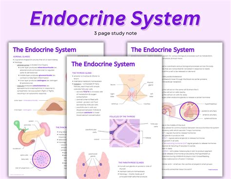 Endocrine System Note Intro To Endocrine System Anatomy Hormones