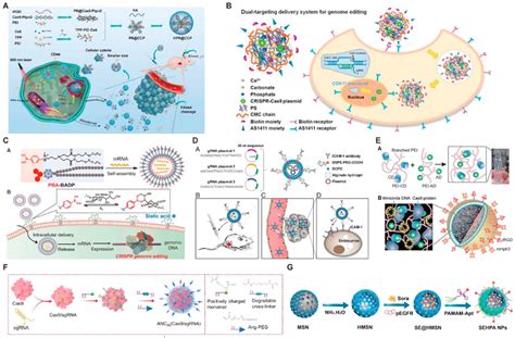 Receptor Mediated Intelligent Delivery Of Crispr Cas9 System A Download Scientific Diagram