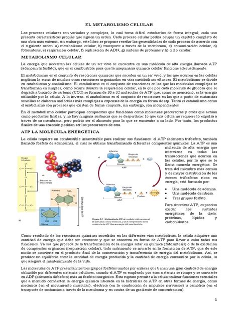 Parte 1 Biología 11 Pdf Trifosfato De Adenosina Respiración Celular