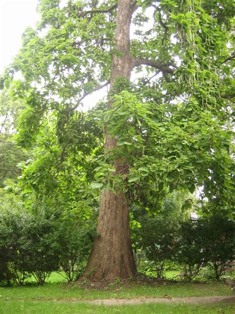 Catalpa Tree: Pictures, Photos, Images of Catalpa Trees