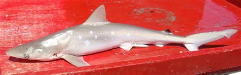 Shark Identification For Cooperative Shark Tagging Program A B Noaa