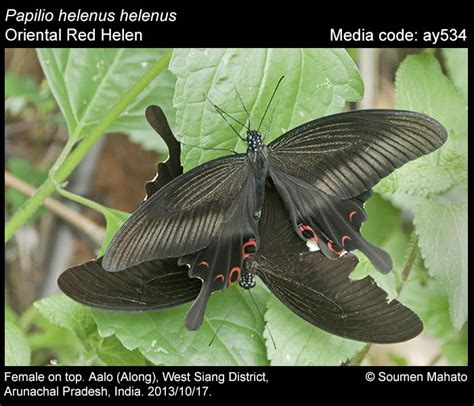 Papilio Helenus Butterfly