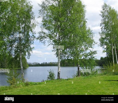 BIRCH TREE In Landscape With Water Stock Photo Alamy