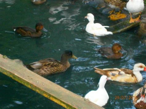 rata salbatica neagra ady