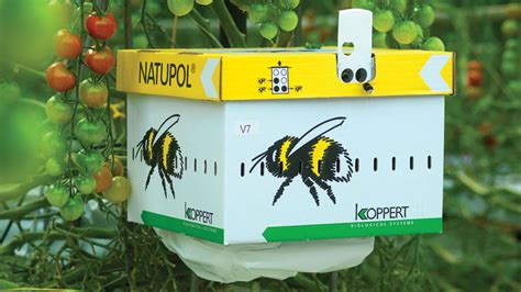 Pollination Methods In Climate Controlled Hydroponic Greenhouse