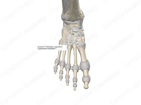 Anterior Tibiotalar Ligament Complete Anatomy