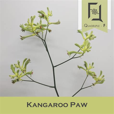 Kangaroo Paw - Quadruple Flower | Flower Bouquets & Preserved Flowers ...