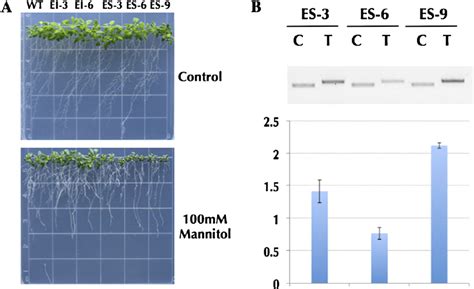 Phenotypes Of Transgenic Arabidopsis Lines Overexpressing Ei And Es