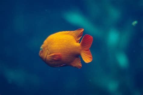 Free Images Underwater Aquarium Goldfish Marine Biology Coral