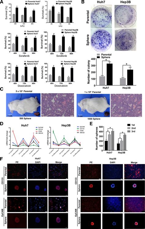 Cancer Stem Cell Csc Properties Of Sphere Cells In Hcc Cell Lines A Download Scientific