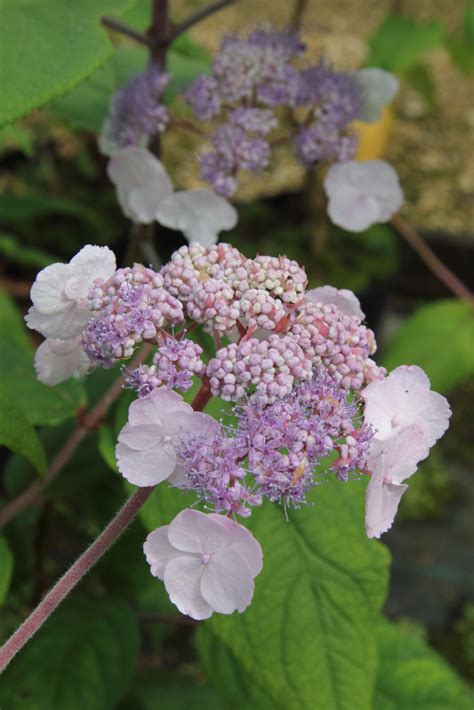 Hydrangea Aspera Mauvette Pan Global Plants