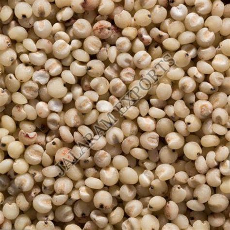 Wholesale Sorghum Seeds Supplier Sorghum Seeds Exporter From Ahmedabad