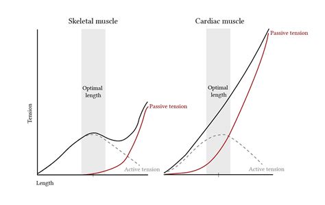 Relationship Between Muscle Length And Tension Deranged Physiology