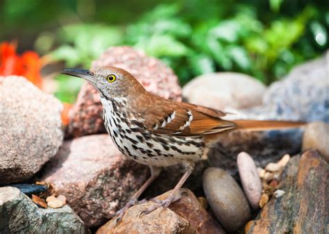 Brown Thrasher | Audubon Field Guide