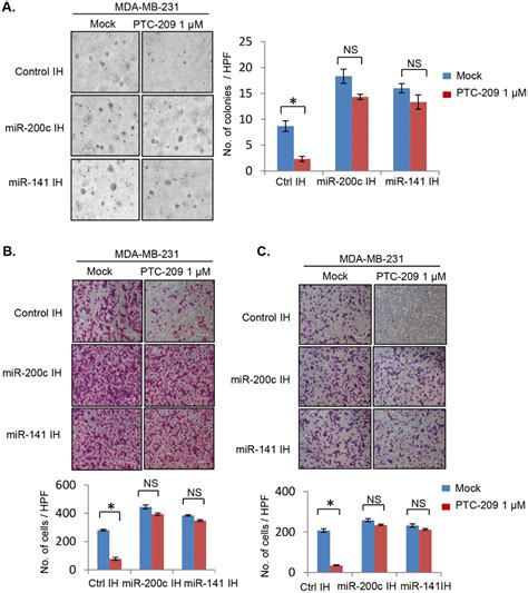 Ptc 209 Inhibits Oncogenic Phenotypes In Mda Mb 231cells And Inhibitors