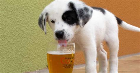 This Brewery Is Now Making Beer For Mans Best Friend