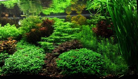 13 Best Freshwater Aquarium Plants Reviewed | Aqua Movement