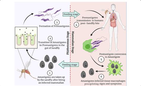 Life Cycle Of Leishmania And Its Stages Sandfly Acquire