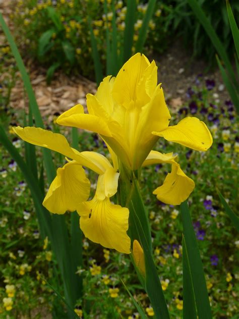 Iris Spuria Hybride Skyline