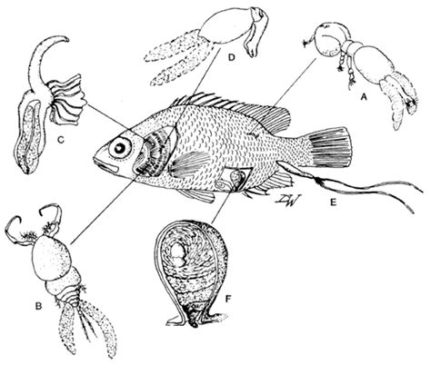 Common Parasites of California Marine Fishes