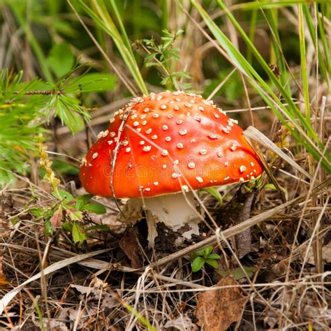 Cogumelo Na Grama Foto De Stock Imagem De Floresta Wildlife 34572388