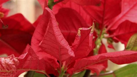 Weihnachtsstern mit eingerollten Blättern fünf Lösungen für das