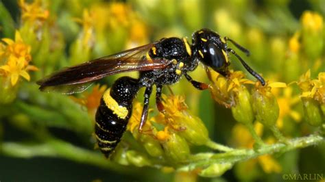 Beewolf Wasp Philanthus Gibbosus North American Insects And Spiders