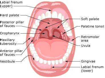 Vestibule of Mouth