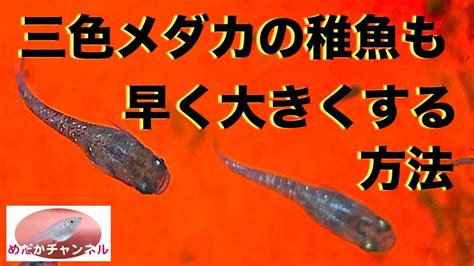 メダカの稚魚を早く大きくする方法です。三色メダカも ひと月で2cmほどに成長しました Youtube