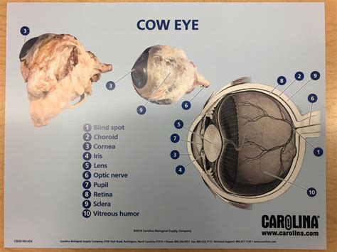 Cow Eye Diagram | Quizlet