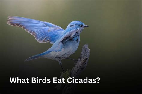 What Birds Eat Cicadas Thebirdszone