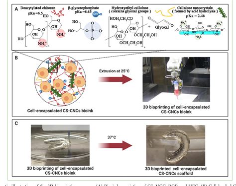 Pdf Application Of D Bioprinted Nanocellulose And Cellulose