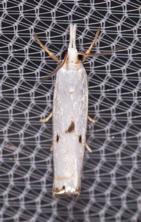 Maryland Biodiversity Project Gold Stripe Grass Veneer Moth