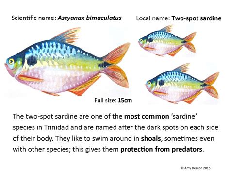 Fish School Engaging The Public With Trinidads Freshwater Diversity