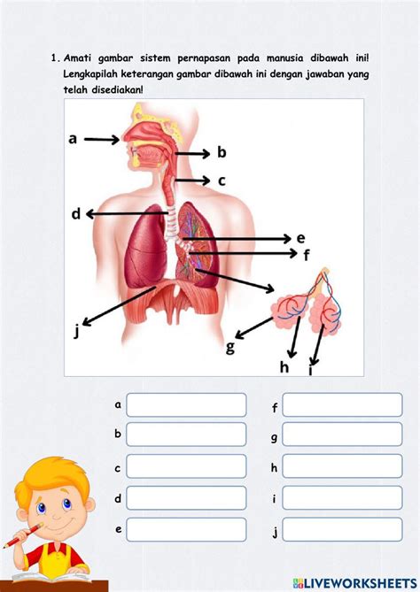 Sistem Pernapasan Manusia Artofit