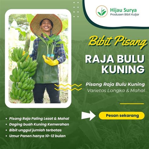 Jual Paket 50 Bibit Pisang Raja Bulu Kuning Kultur Jaringan Hijau Surya