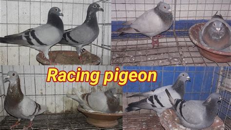 Old Racing Pigeon Legend Pigeon Playad Till Km Old Performer