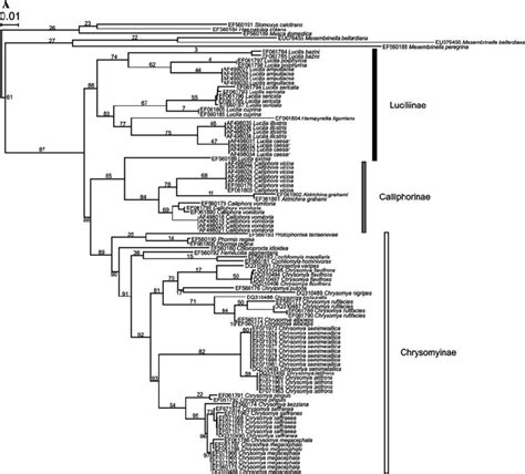 Some Of The Phylogenetic Trees Reconstructed Using Its2 A Neighbour