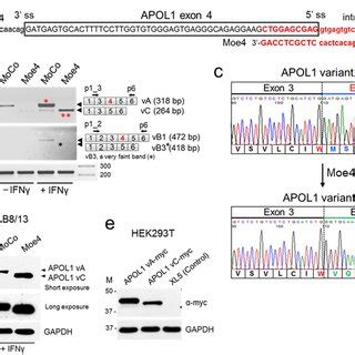 RNA pull-down analysis of SRSF1 and hnRNP A1 binding to their original ...