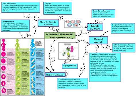 Mapa conceptual Desarrollo del embrión DESARROLLO EMBRIONARIO DEL