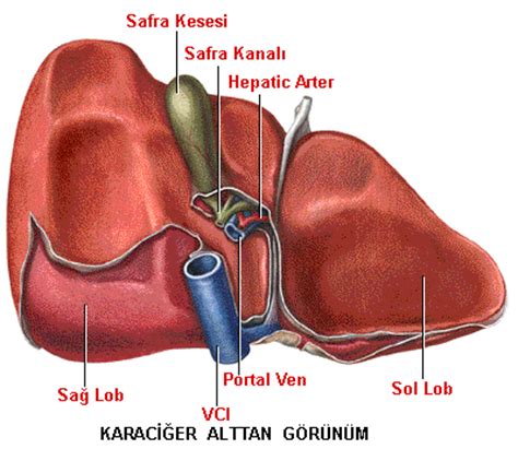 Karaciğer Kanseri Nedir Karaciğer Kanseri Tedavisi Alışkanlık