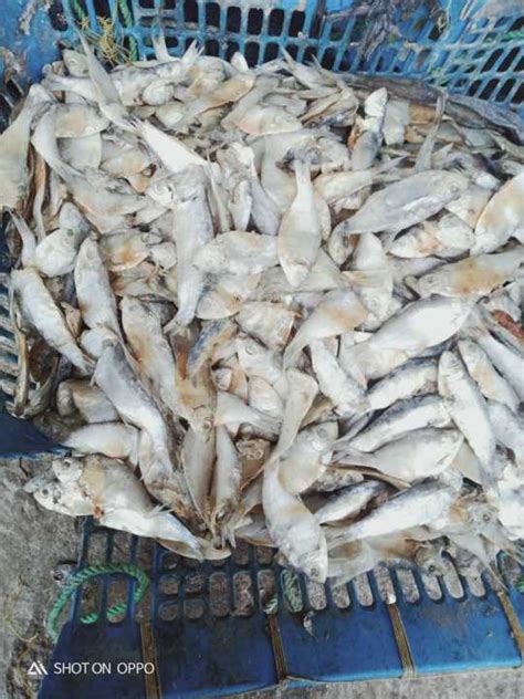 Ikan Asin Rucahcampur Fresh Gurih Bisa Cod Cocok Dimakan Pake Nasi