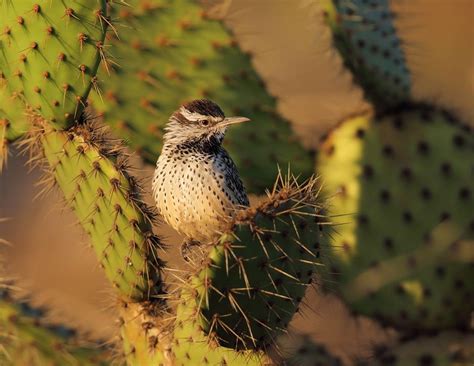 Cactus Wren Nest Orientation | BirdNote