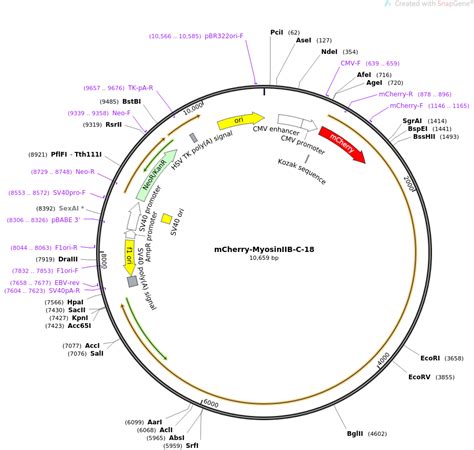 Addgene Mcherry Myosiniib C