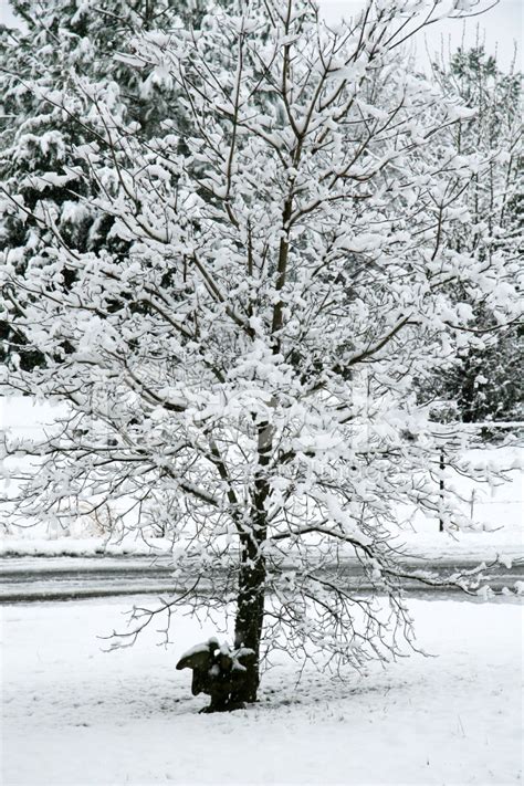 Snow Covered Dogwood Stock Photo | Royalty-Free | FreeImages